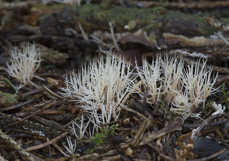 Pterula multifida